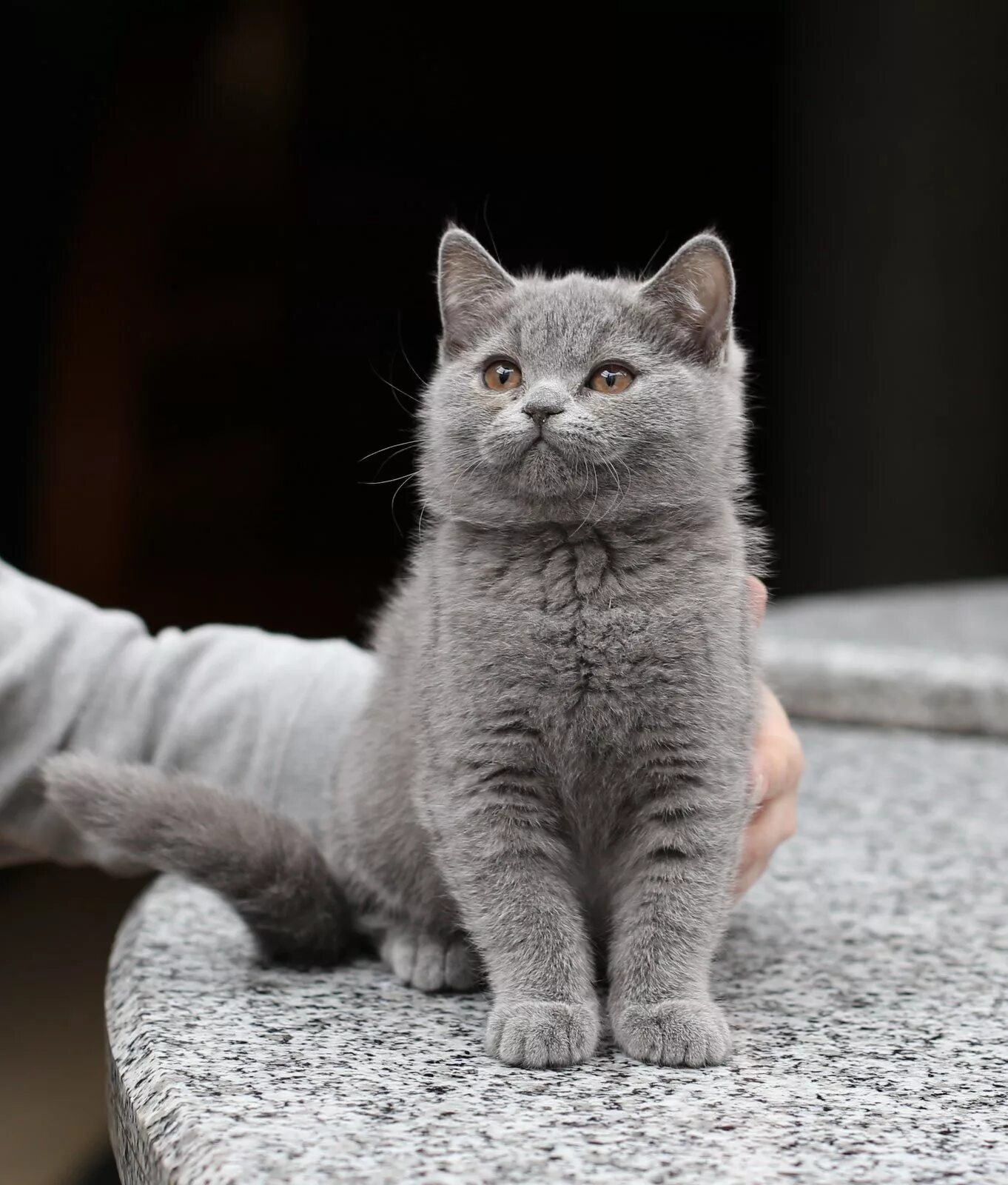 Кличка британца. Британская кошка. Клички для котов британцев. Британский кот мальчик. Британский кот подросток.