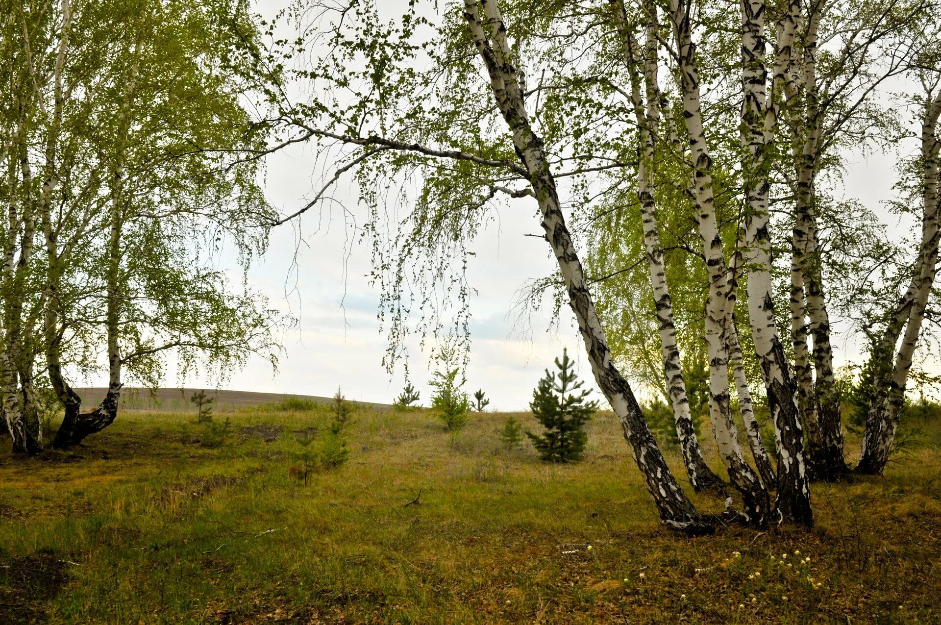 Дьяковский лес деревья береза Ива. Вологда природа береза. Деревья Якутии береза. Береза Даурская черная. Заросли березки