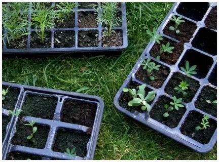 Лоток для рассады на 10 ячеек, комплект 5 штук/ Ячейки - купить в интернет-магаз