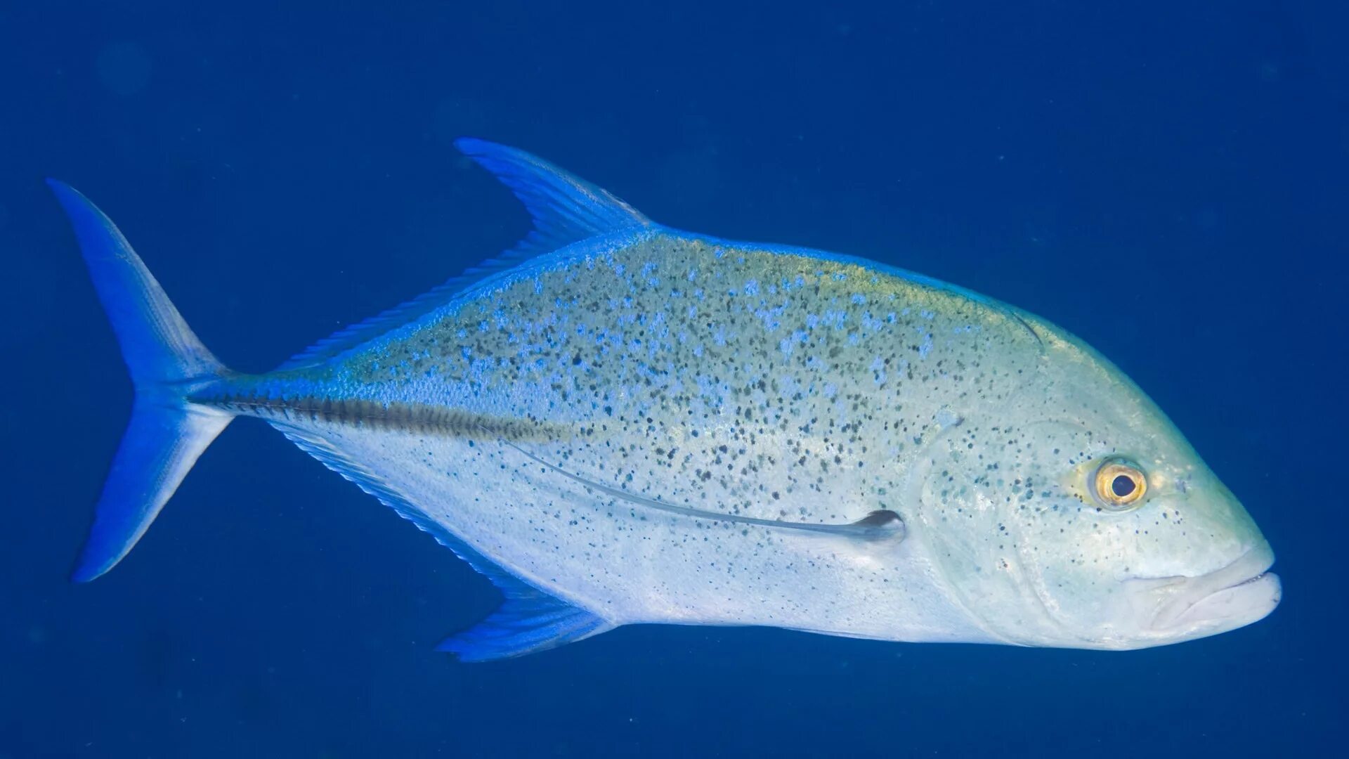 Морская рыба фото и названия. Giant Trevally рыба. Голубой каранкс. Белая рыба. Большая морская рыба.