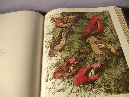 Большая книга птицы