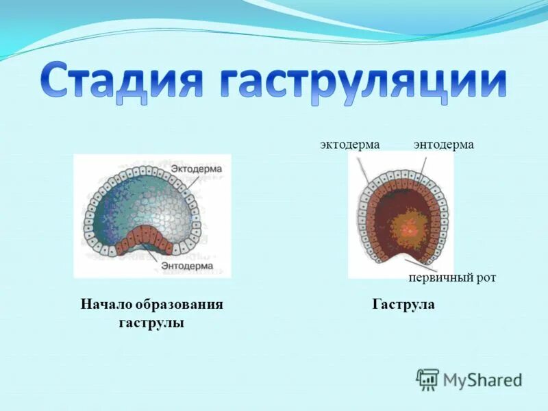 Онтогенез нервной системы. Нейрула зародышевые листки. Онтогенез мезодерма. Мезодерма эктодерма энтодерма эмбрион. Эктодерма онтогенез.