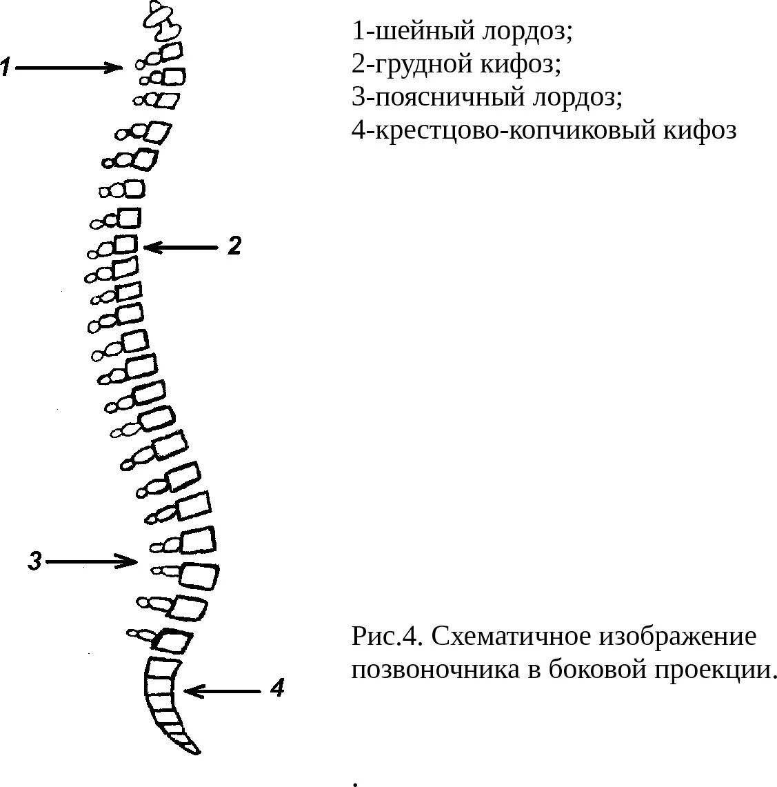 Три изгиба позвоночника. Кифоз лордоз грудного отдела позвоночника. Строение позвоночника лордоз кифоз. Кифоз шейного отдела позвоночника. Отделы позвоночника лордоз кифоз.