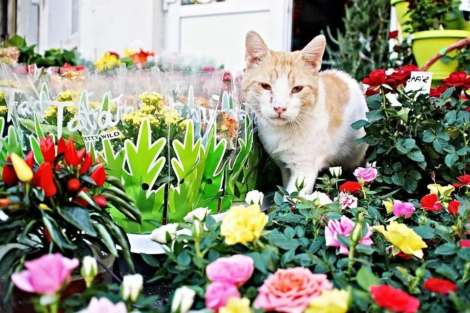 Cat plants. Клумба кошка. Котики в саду. Цветочный сад с котятами. Дом цветы сад котик.