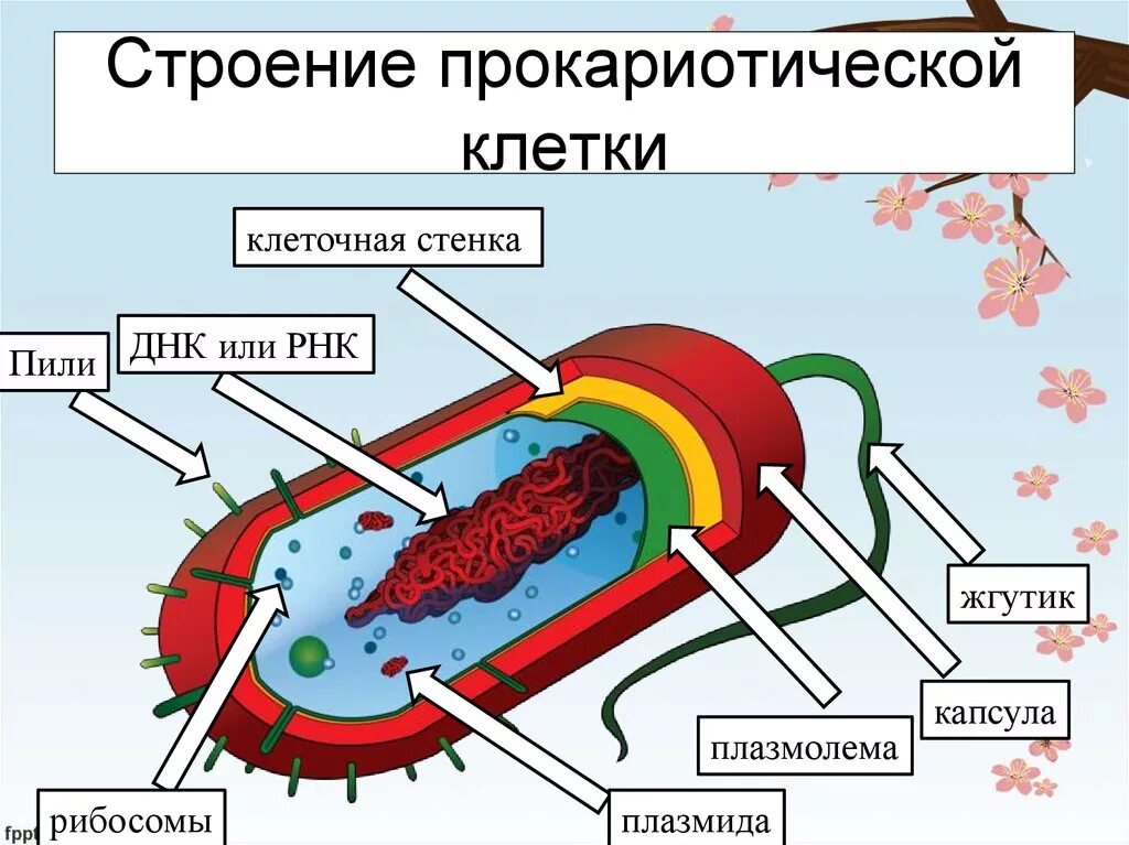 Схема строения прокариотической клетки рисунок. Строение прокариотических клеток. Структурно-функциональная организация прокариотической клетки. Прокариотическая клетка схема строения. Строение прокариотической клетки бактерии.