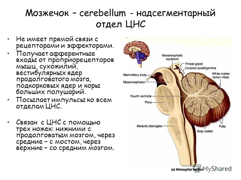 Развитый ствол головного мозга. Вестибулярные ядра продолговатого мозга. Ядра мозжечка. Надсегментарные отделы ЦНС.