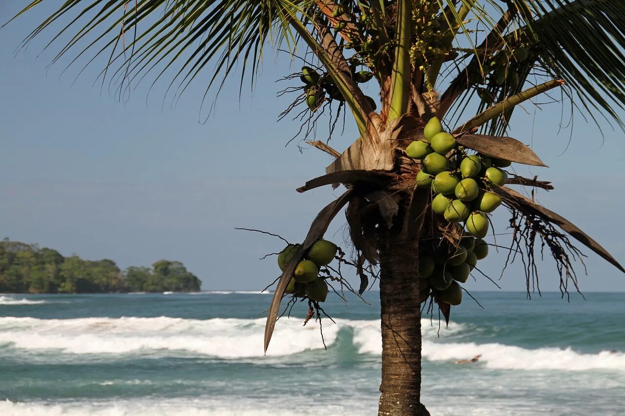 Coconut перевод на русский. Кокосовая Пальма (Cocos nucifera). Острова Пальма дель Торо. Кокосовые пальмы в Меланезии. Карибское море Доминикана.