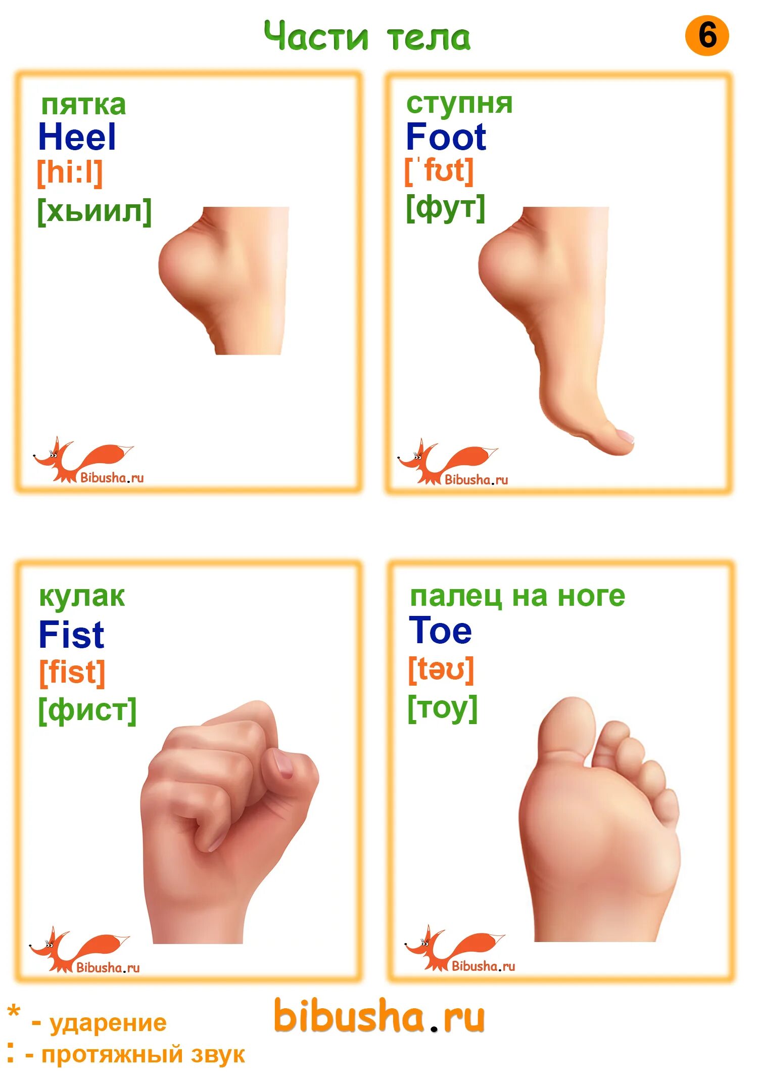 Foot по английски. Карточки по английскому части тела. Карточки английских слов части тела. Части тела по с транскрипцией. Карточки части тела для детей по английскому.