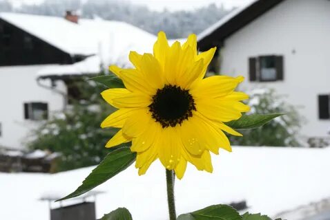 Sunflower отзывы