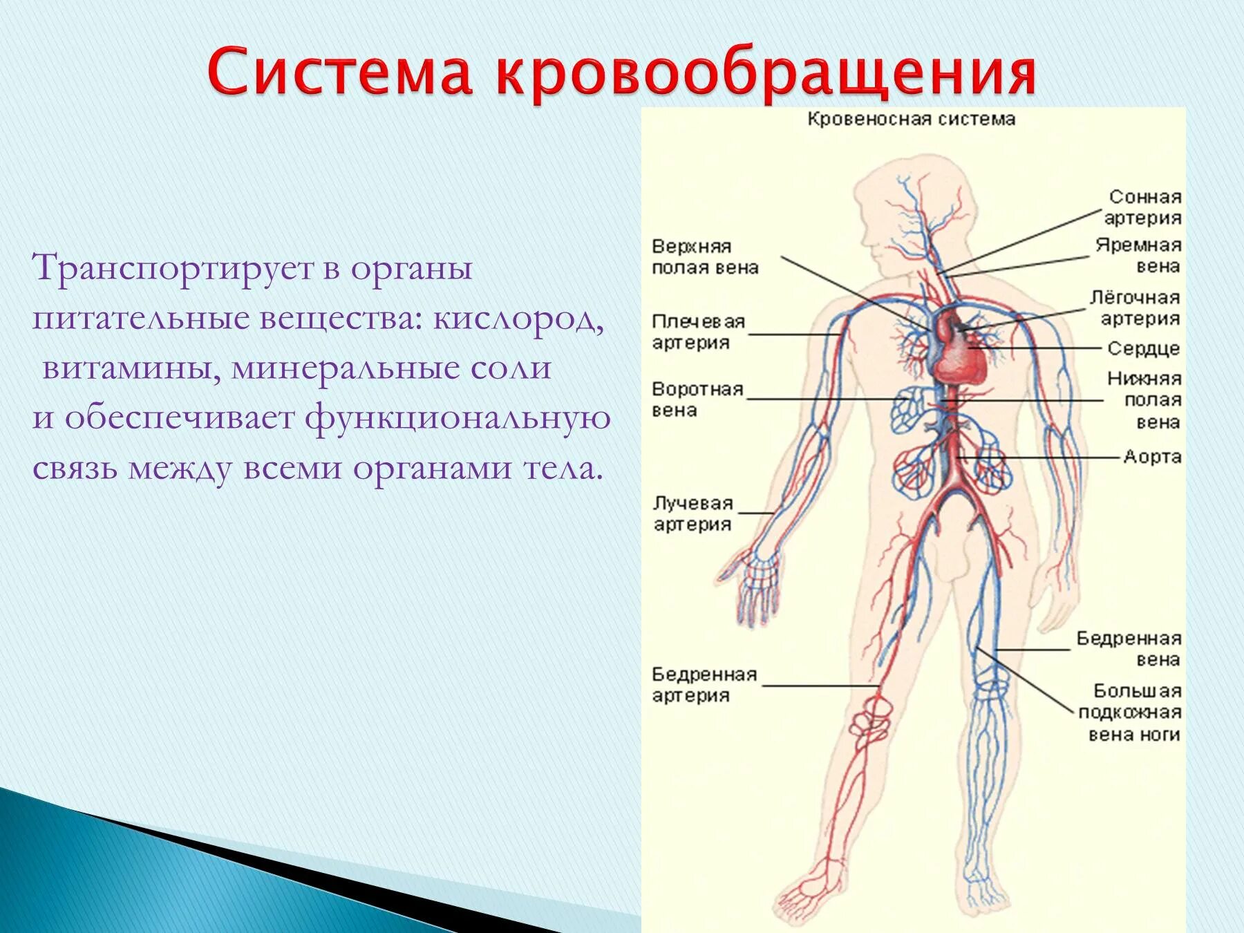 Схема кровяной системы человека. Система кровообращения венозная система. Кровеносная система человека анатомия функции. Кровеносные сосуды человека схема артерии вены. Основные органы кровообращения
