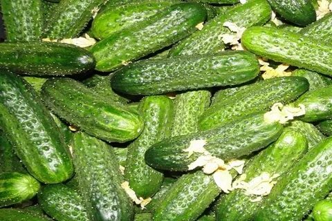 Сорт огурцов амур