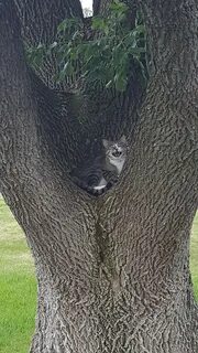Кошка на дереве что делать