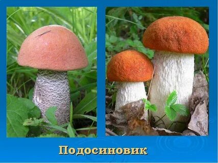 Подберезовик подосиновик гриб сыроежка