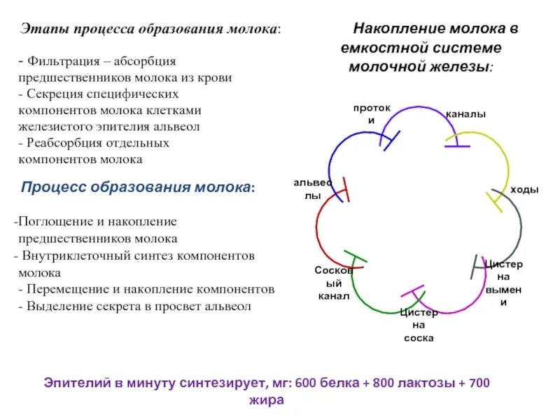 Образование молочной. Процесс образования молока. Этапы образования молока. Фазы образования молока. Особенности образования молока.