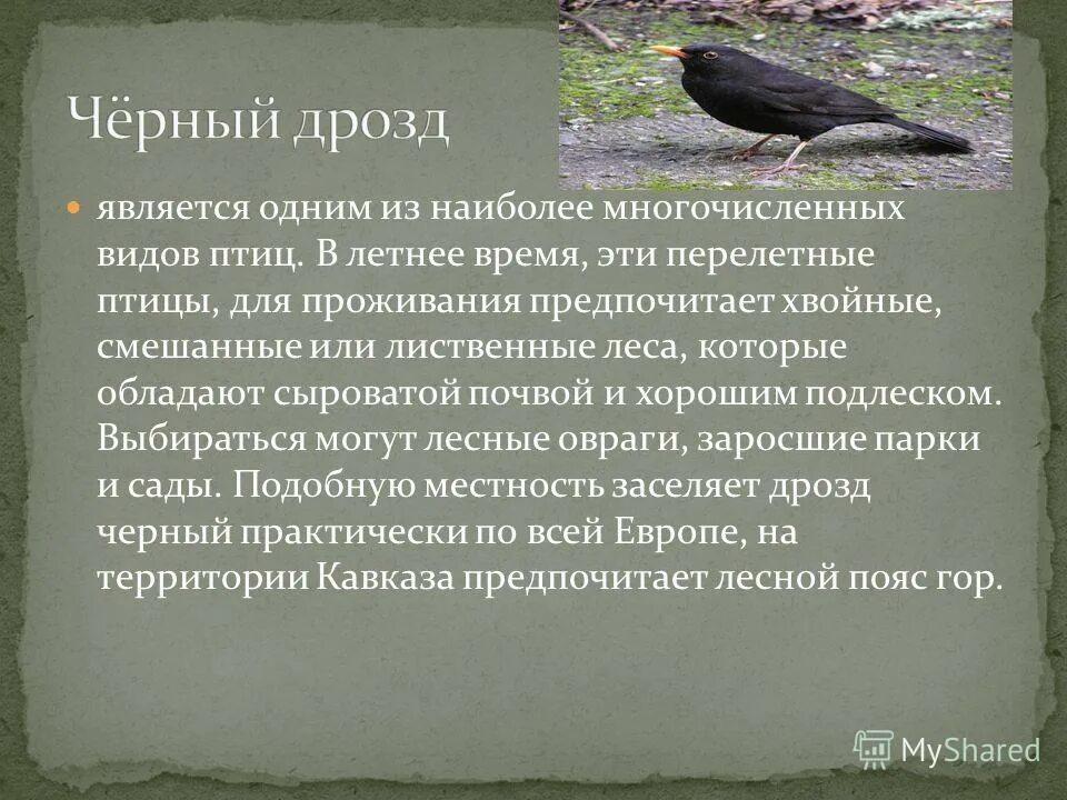 Расселение птиц. Черный Дрозд доклад 4 класс. Чёрный Дрозд миграция. Дрозд характеристика птицы. Черный Дрозд описание.