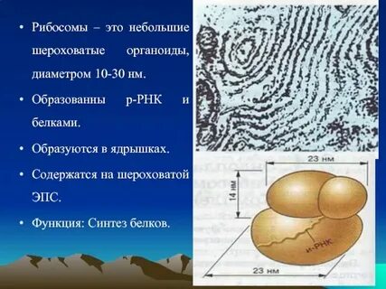 Лизосомы синтезируются в