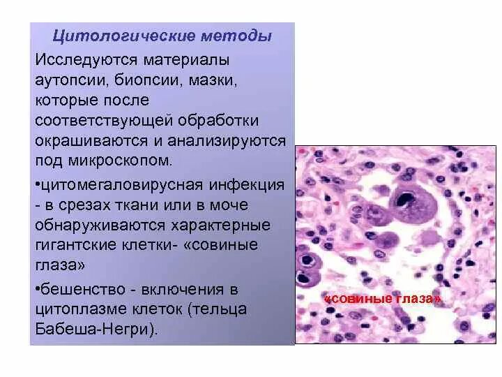 Цитологическое исследование 1. Цитологическое исследование 1