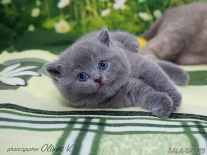 Британский котенок месяц