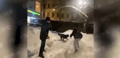 Женщина избивала собаку