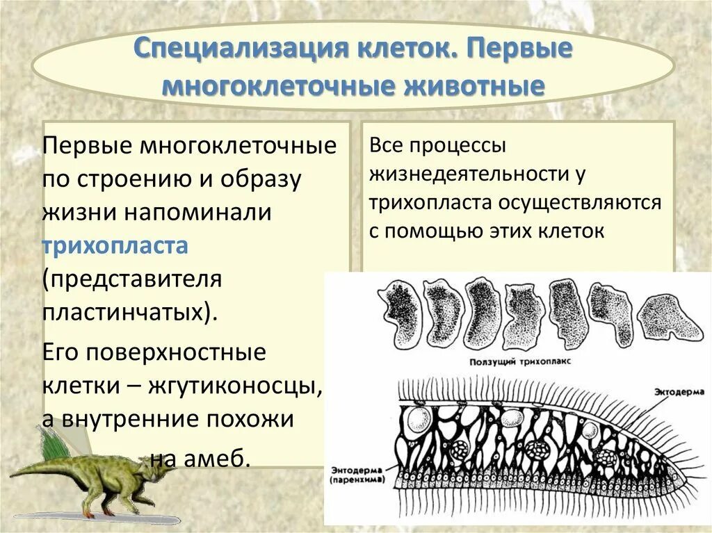 Первые многоклеточные клетки