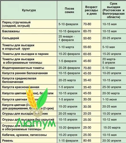 Посадка огурцов на рассаду в подмосковье