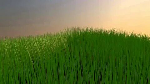 Grass grows