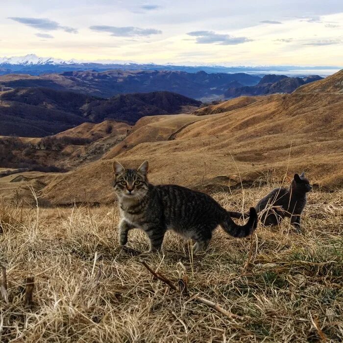 Кот живущий в горах. Андская горная кошка. кошка на природе. маунтин кошка. рыжий кот в горах.