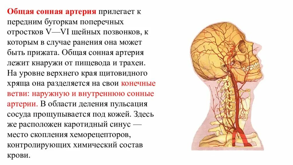 Левая общая Сонная артерия кровоснабжает. Общая Сонная. Общая Сонная артерия делится. Общая Сонная артерия делится на уровне. Общая сонная артерия находится