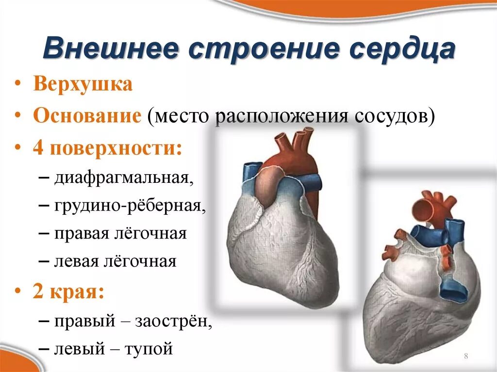 Прийти по сердцу значение. Прийти по сердцу значение
