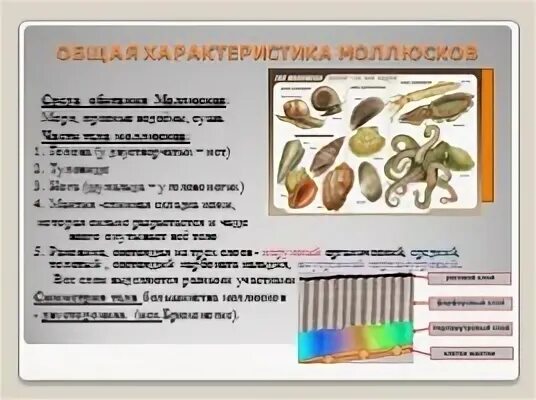 Тест по биологии моллюски 7 класс ответы
