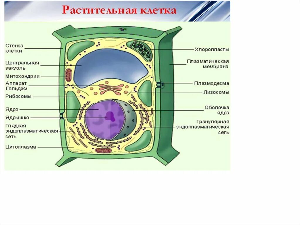 Клетка растения строение 10 класс. Модель растительной клетки 6 класс биология. Строение ядра растительной клетки. Строение клетки 5 класс биология растительной клетки.