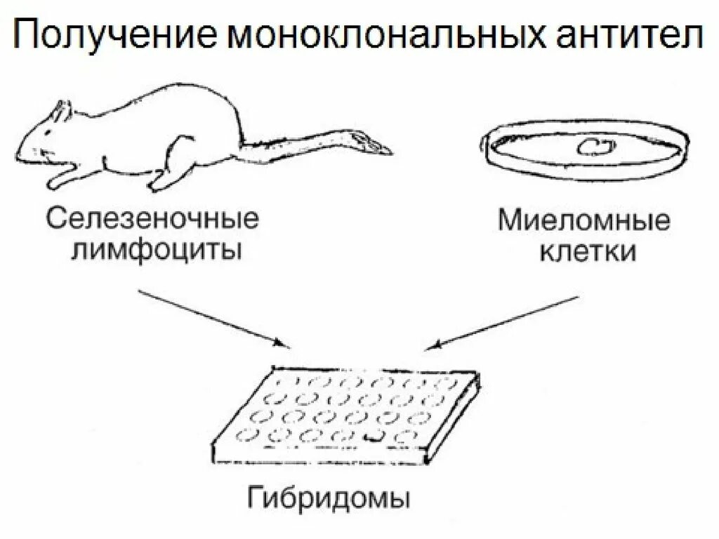 Для гибридом используются. Схема получения моноклональных антител. Схема получения гибридомы. Получение гибридом. Этапы получения гибридом. Схема..