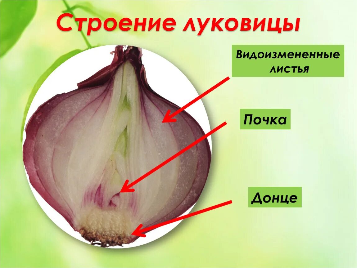 Какие листья у луковицы