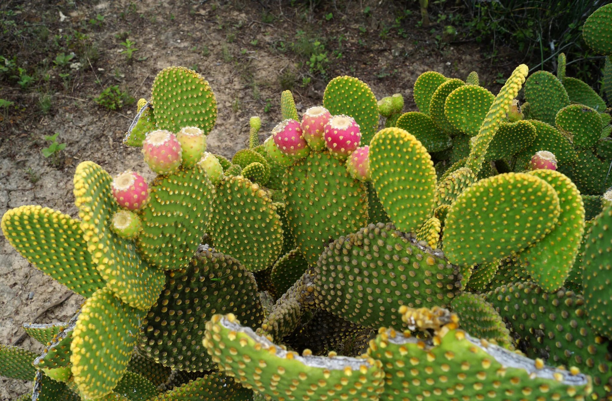 Кактус в какой природной зоне. Опунция (Opuntia). Опунция мелковолосистая. Опунция Microdasys. Opuntia Microdasys (опунция мелковолосистая).