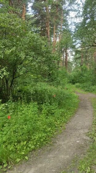 Катки Новосибирска и области, где можно сделать классные фото - Заельцовский пар