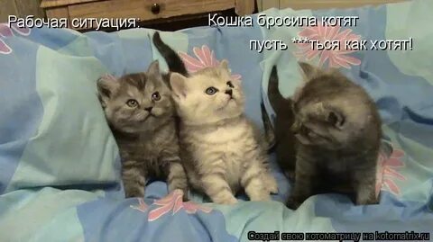 Кошка бросила котят