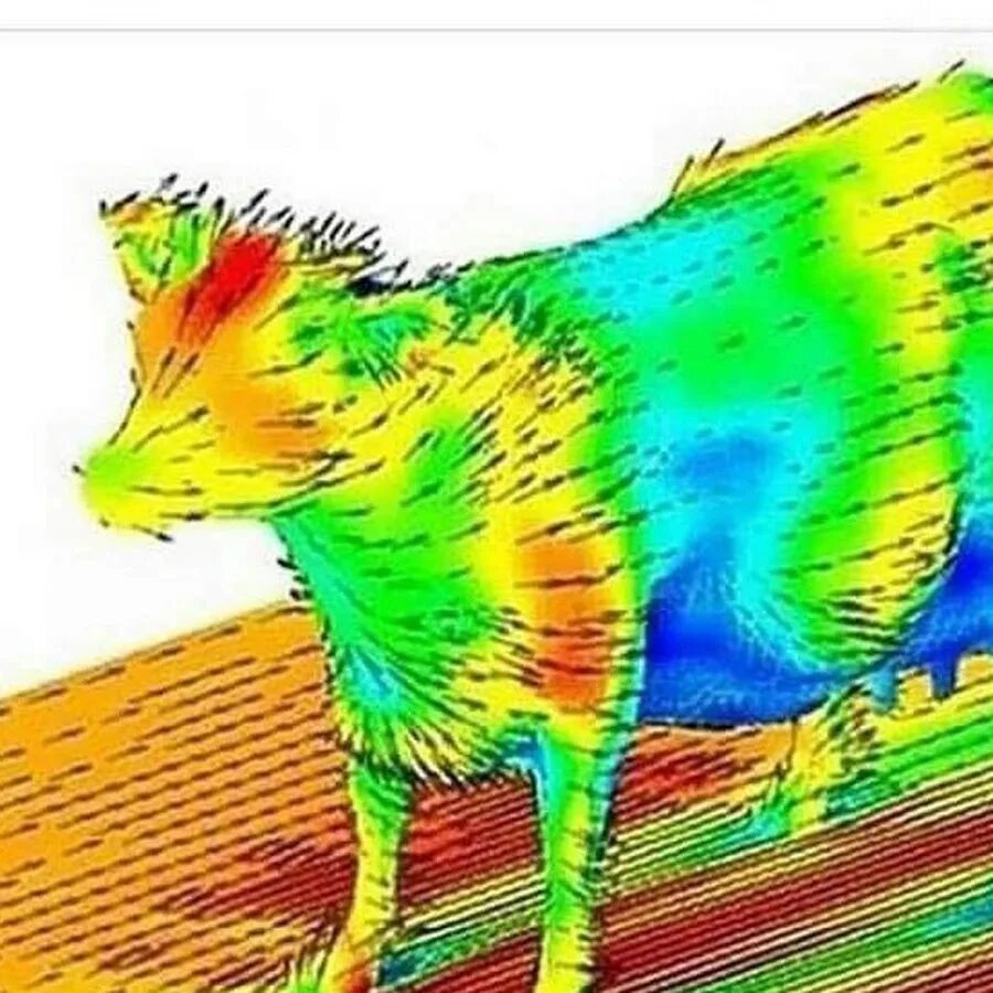 Коровья аэродинамика. Аэродинамичность коровы. Аэродинамическая модель коровы. Обтекаемость коровы. Аэродинамика.