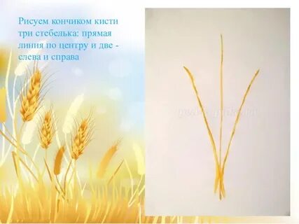 Рисование колосок в подготовительной