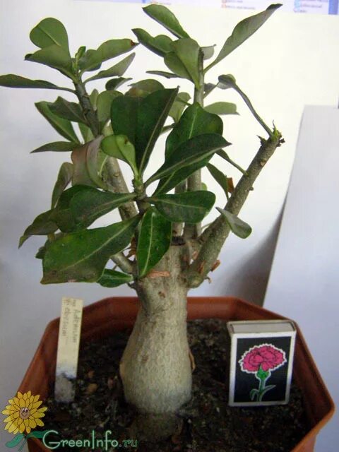 молочай беложилковыйранный. фикус монетолистный. цветок суккулент адениум. комнатное растение с толстым стволом. растение с утолщенным стеблем.