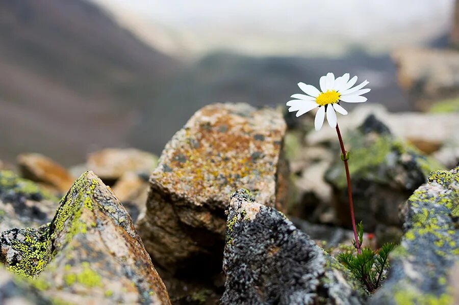 растение сквозь асфальт. растущий посреди. растения растут через асфальт. росток сквозь асфальт. одинокий тополь хар булук.