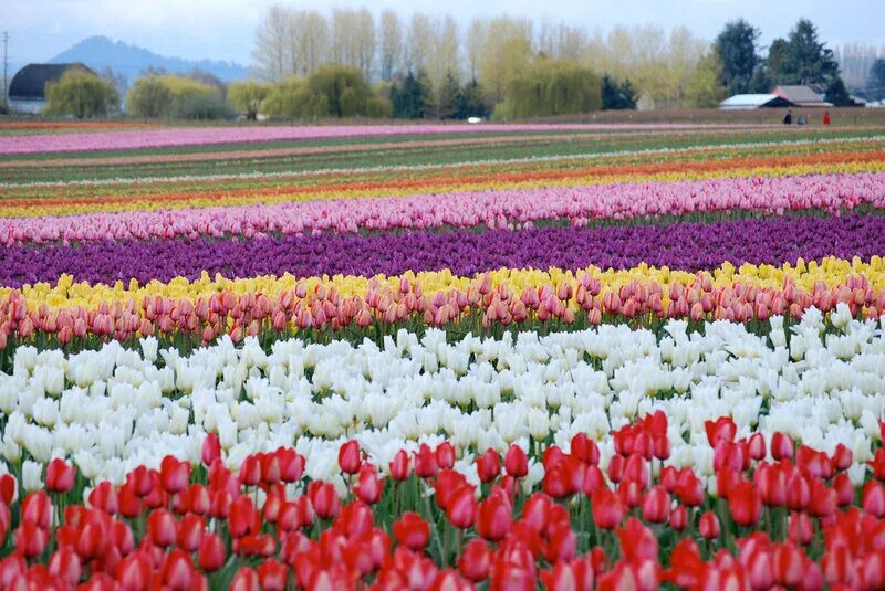 Где тюльпановые поля. Тюльпановые поля в Нидерландах. Родина тюльпанов Голландия. Тюльпановое поле в Голландии. Голландские тюльпаны.