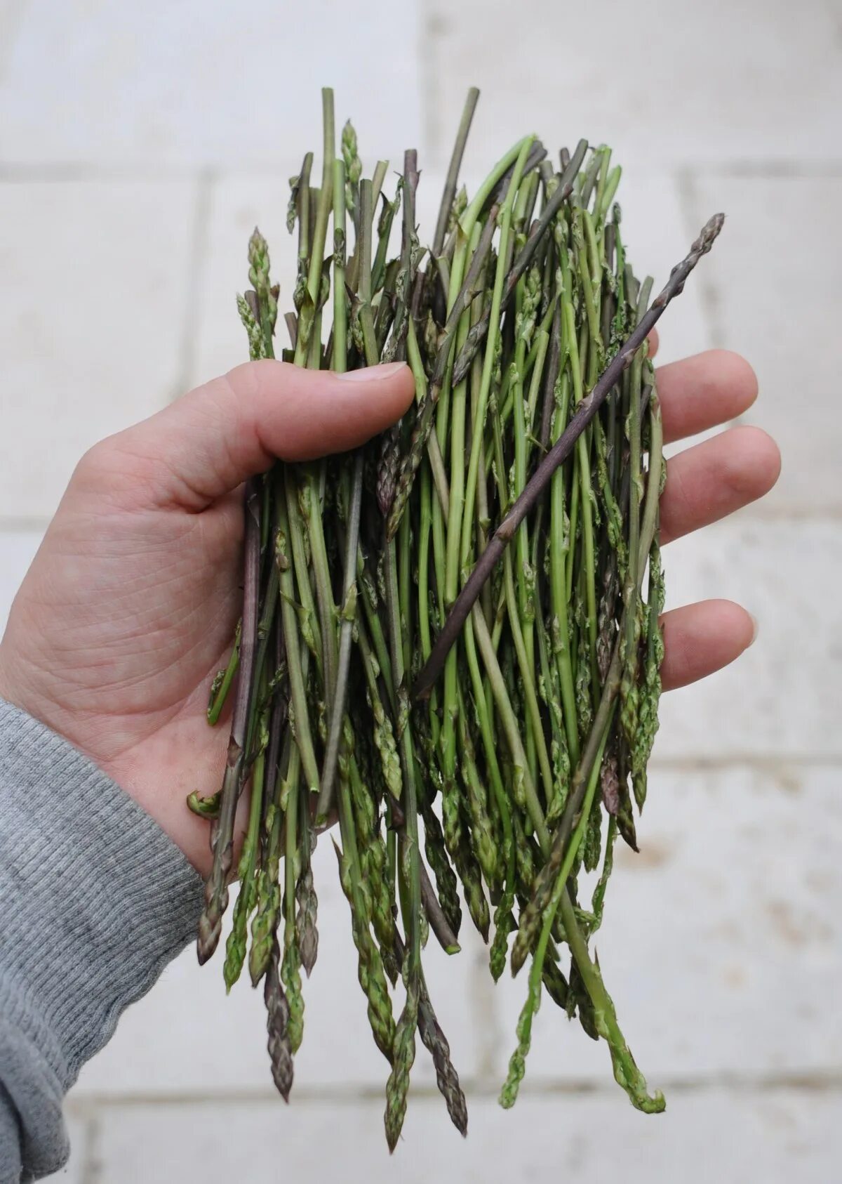 HBT Wild Asparagus HBT Wild Asparagus Virginia State Parks Flickr