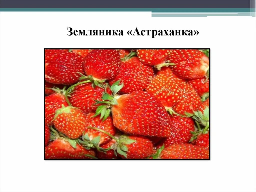 10 сортов растений. Сорта растений примеры. сорт &quot;а&quot;.