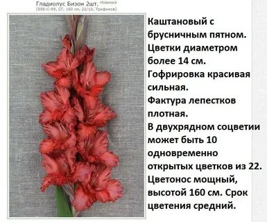 Гладиолус сколько