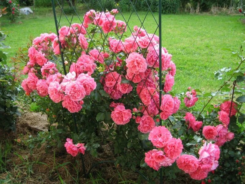 Парковые Розы: ТОП-17 Лучших Сортов для Сада 100+ Фото Climbing roses, Climbing 