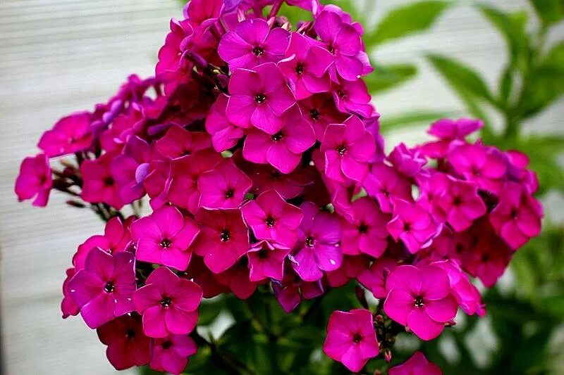 флокс вишневый. флокс вишневая тайна. флокс вишневый. флокс вишневый. флокс вишневая тайна.