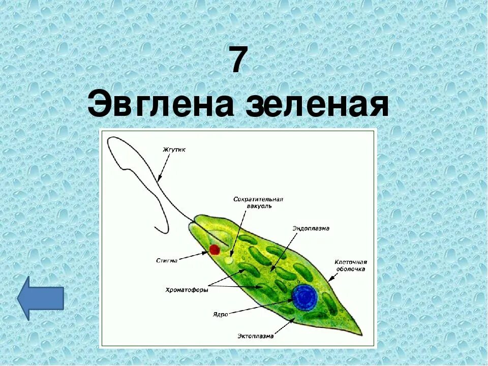 Жгутиковые эвглена строение. Клеточная оболочка эвглены зеленой. Строение жгутика эвглены зеленой. Класс жгутиковые эвглена зеленая строение.