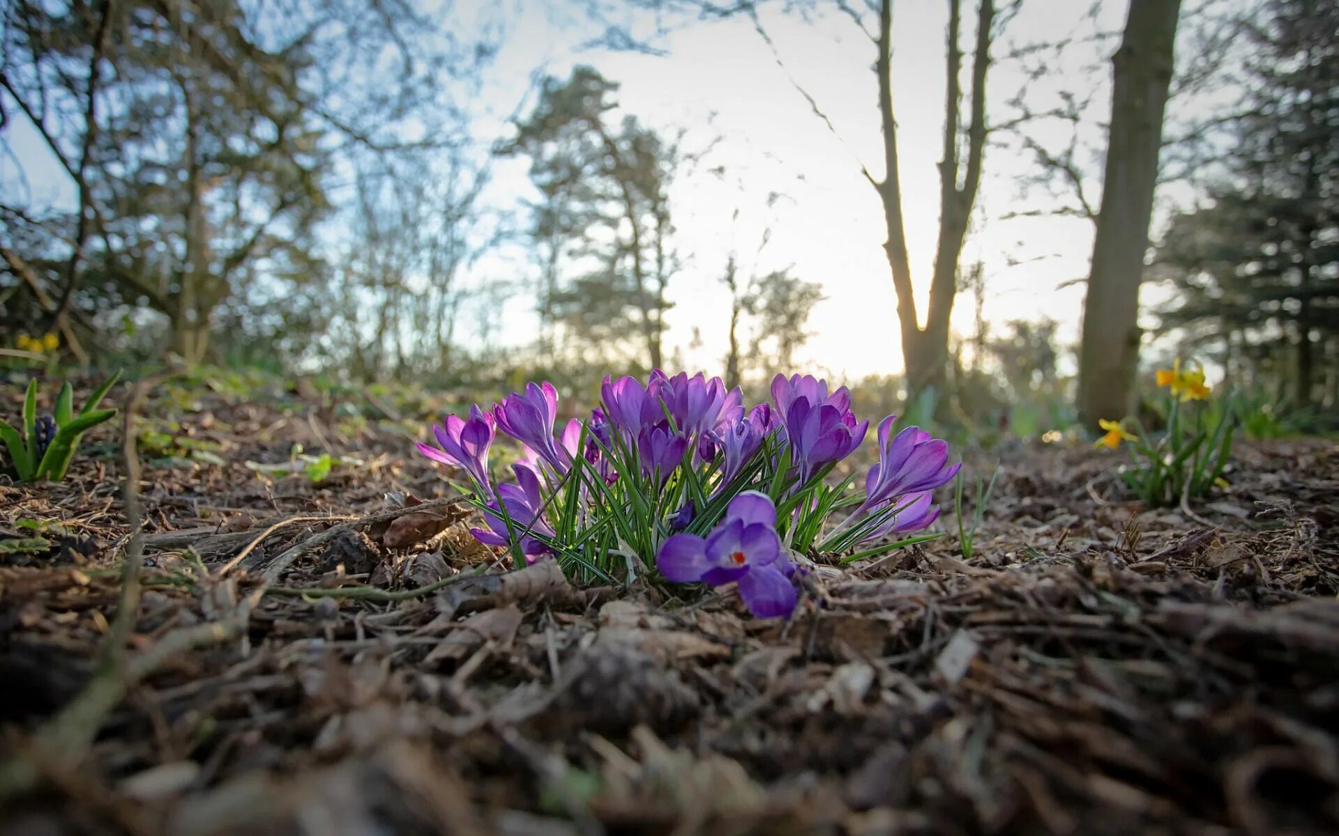 Цветы апреля картинки. Первоцветы крокусы. Первоцветы Ленинградской области. Примула Весенняя. Крокус в лесу цветок.
