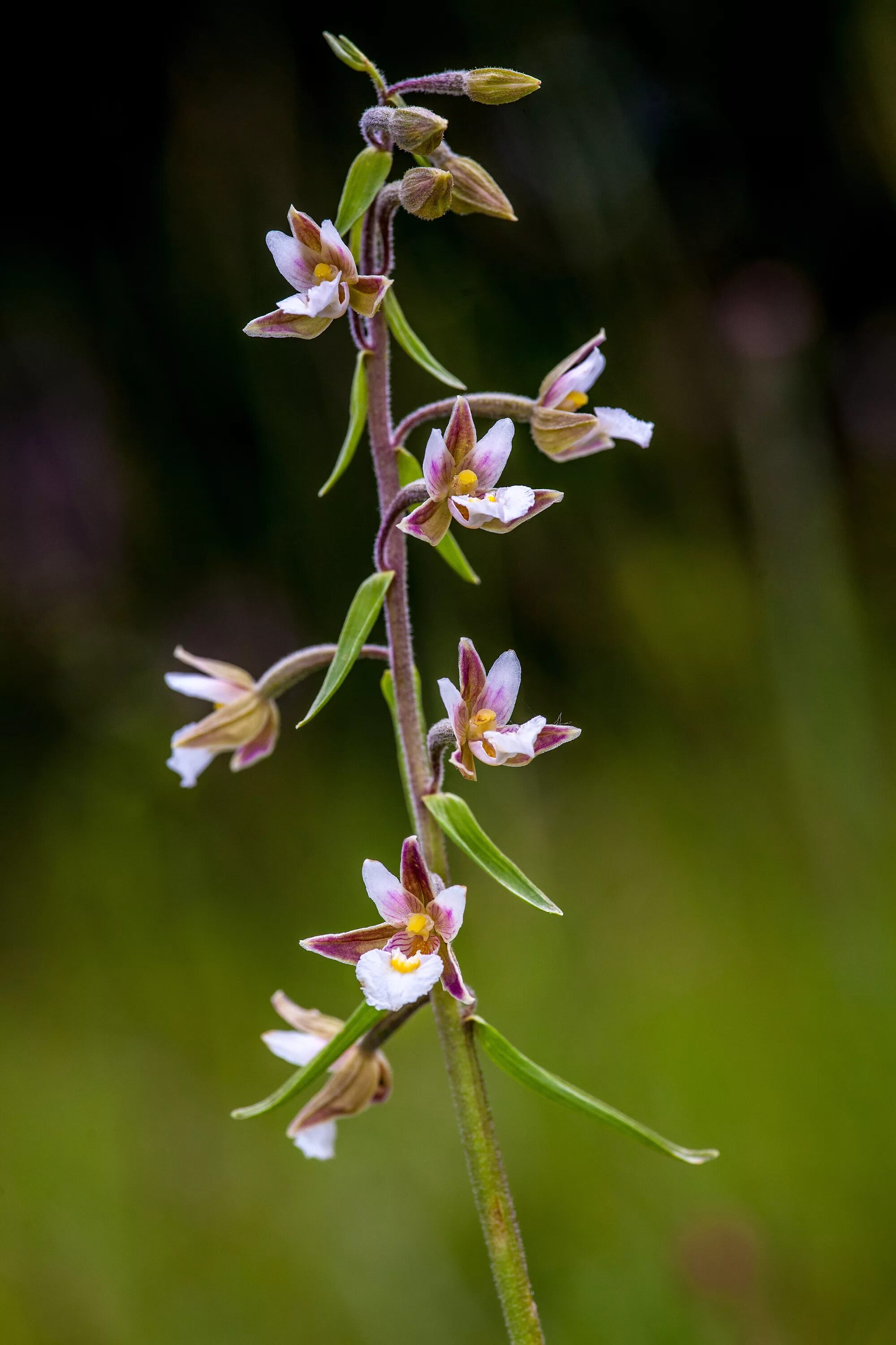 Дремлик болотный (Epipactis palustris). Орхидея Дремлик болотный. Дремлик болотный (Epipactis palustris (l.) Crantz ).