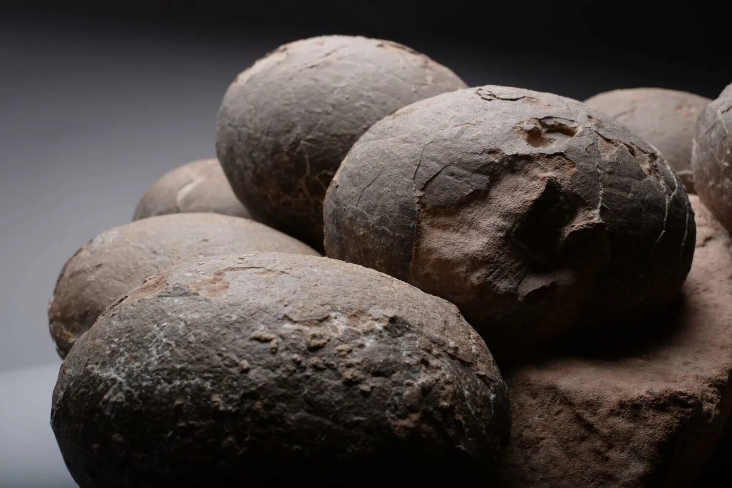 Fossil egg